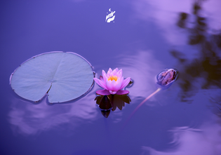  meditacion-santa-esencia